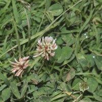 Trifolium repens L.